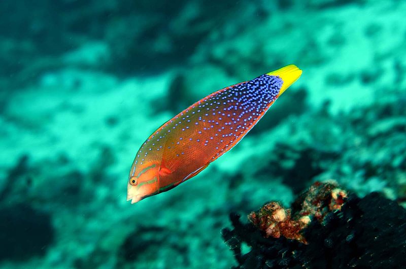 Yellowtail Coris Wrass.jpg