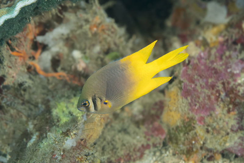 Yellowtail Damsel(1).jpg