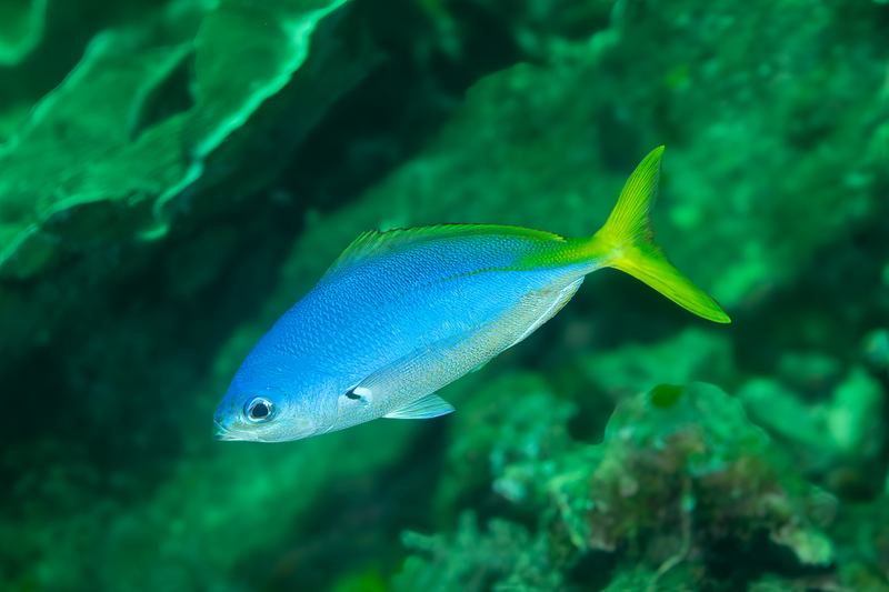 Yellowtail Fusilier.jpg