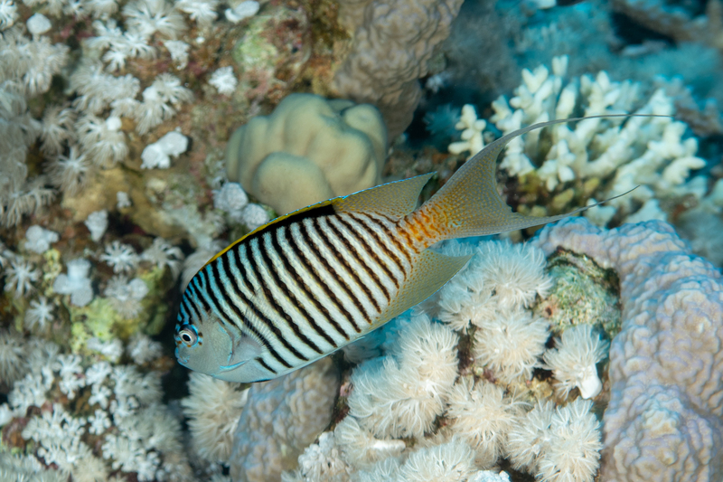 Zebra Angelfish(1).jpg