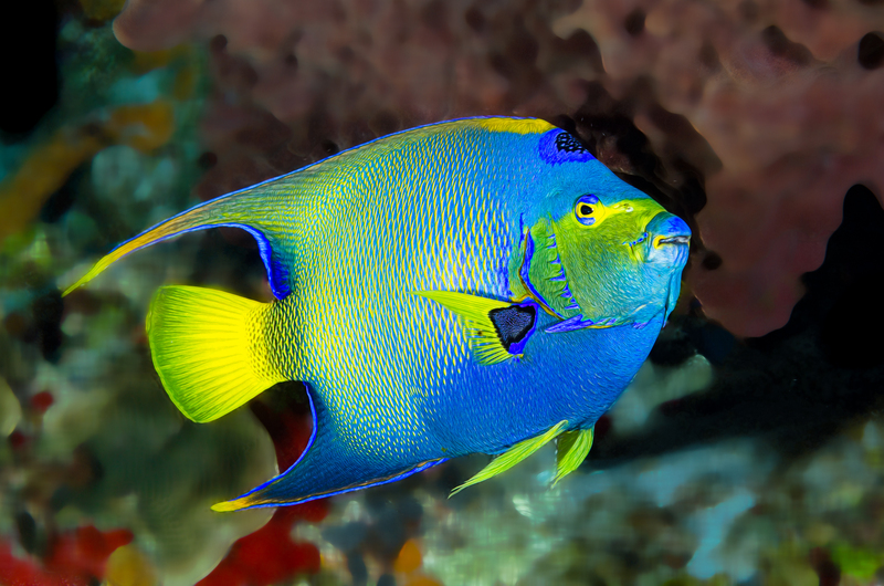 ocean art 1-10.jpg
