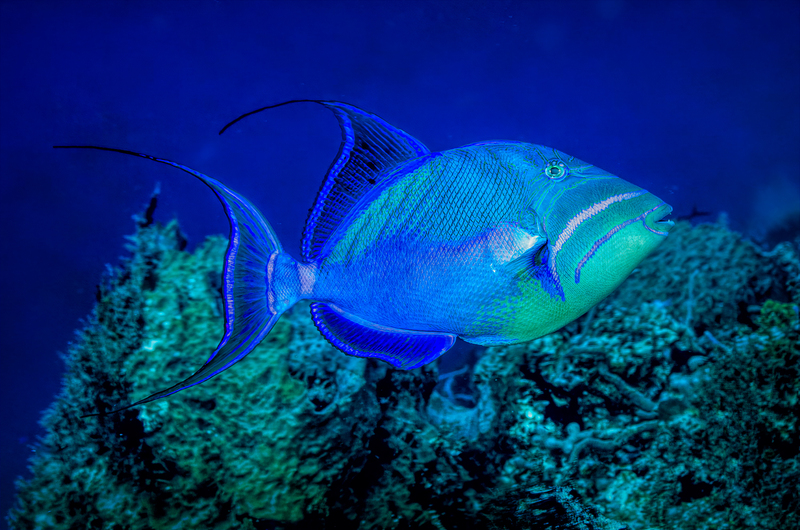 ocean art 1-12.jpg