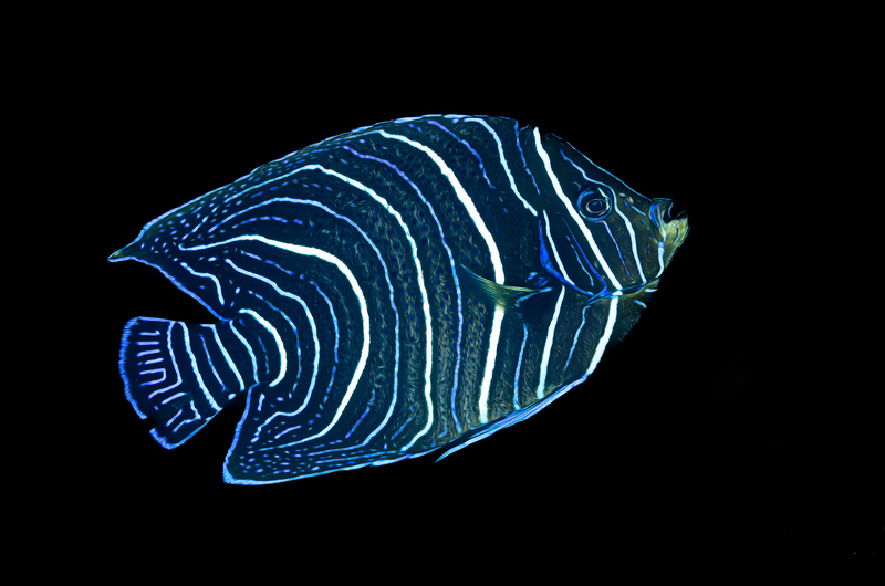 ocean art 1-13.jpg