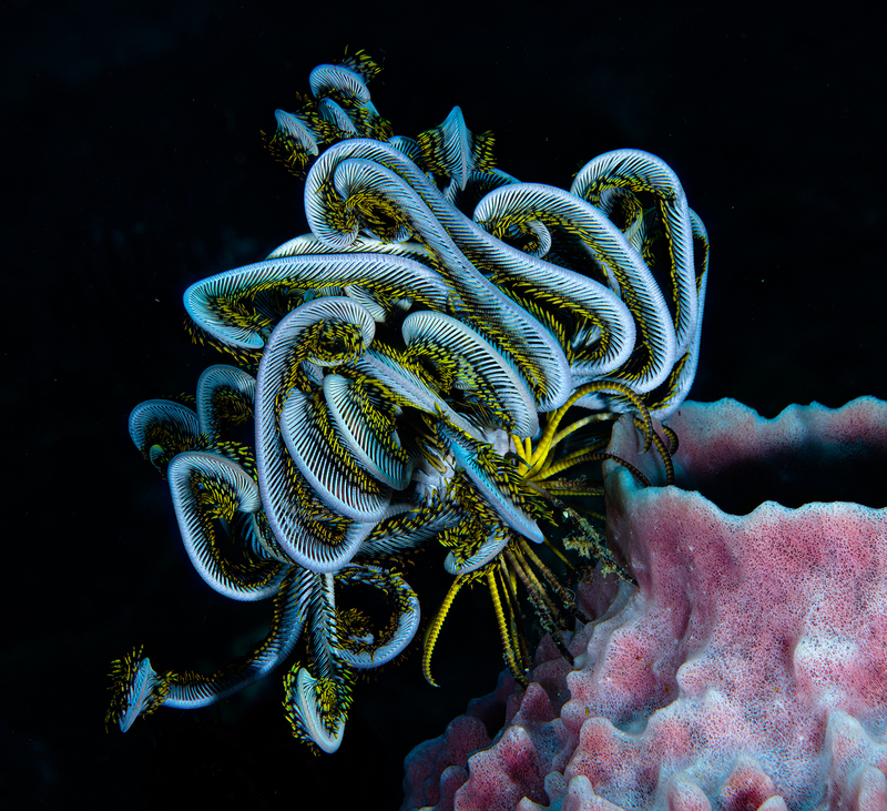 ocean art 1-16.jpg