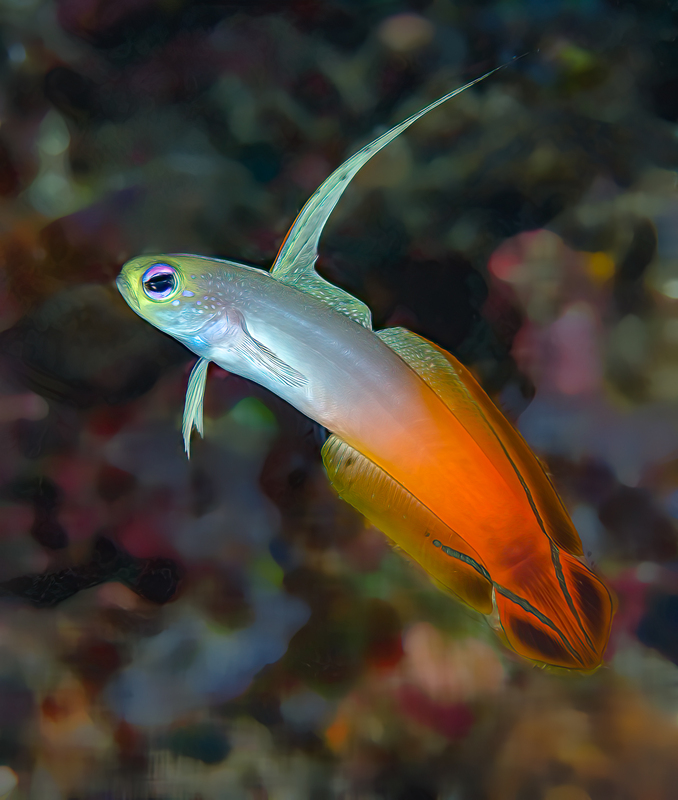 ocean art 1-17.jpg