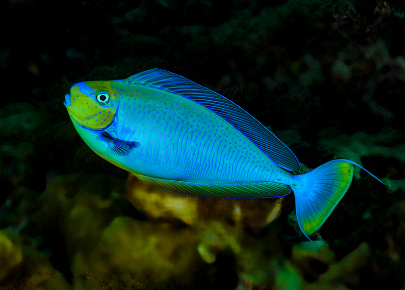 ocean art 1-26.jpg