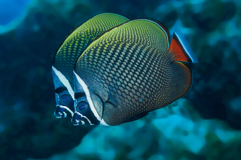 ocean art 1-28.jpg