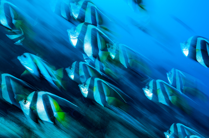 ocean art 1-29.jpg