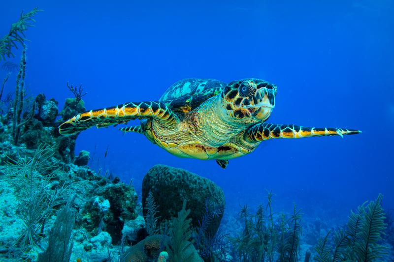 ocean art 1-33.jpg