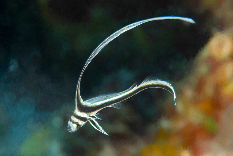 ocean art 1-34.jpg