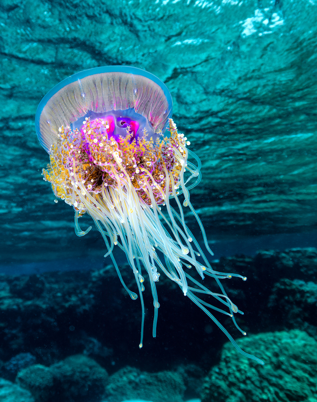 ocean art 1-37.jpg
