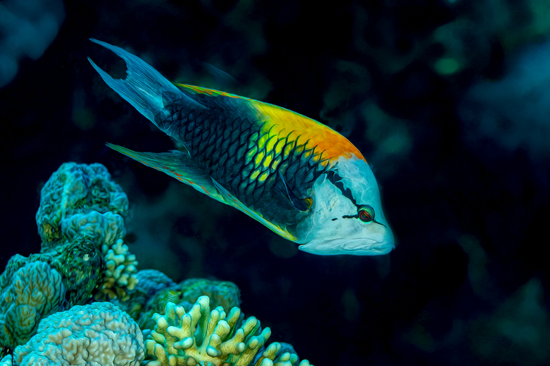 ocean art 1-41.jpg