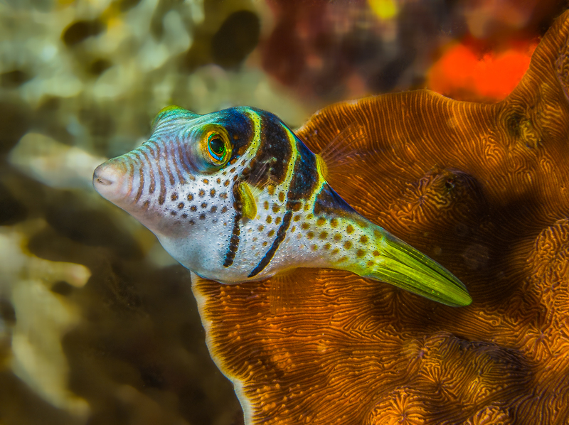 ocean art 1-6.jpg