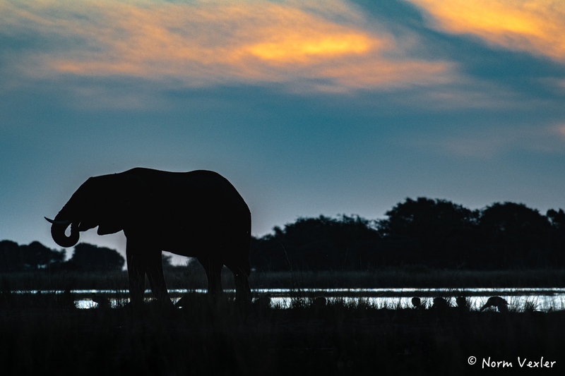 sunset on the Chobe_(1).jpg