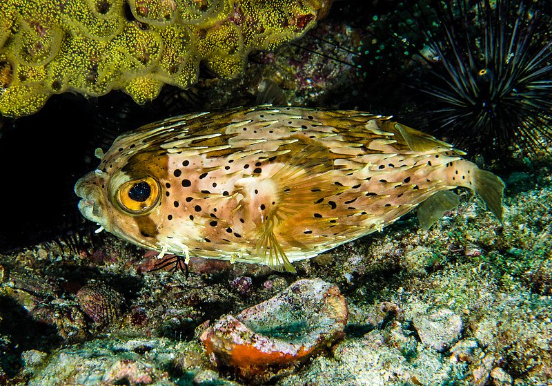 Balloonfish.jpg