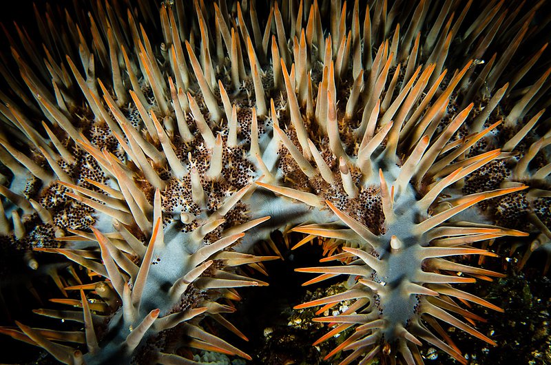 Crown-Of-Thorns.jpg