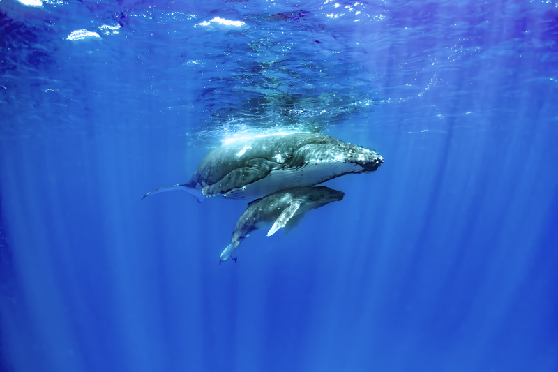 Humpback 2.jpg