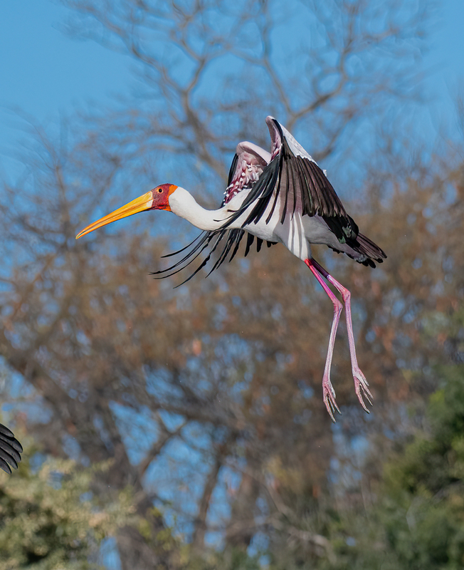 Yellow-billed Stork in flight.jpg