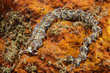 Aeolid Nudibranch(2).jpg