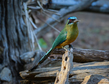 Amazonian Motmot(2).jpg