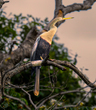 Anhinga(1).jpg