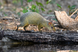 AzarasAgouti.jpg