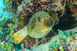 Black Spotted Puffer.jpg