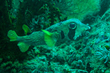 Black-Blotched Porcupinefish(2).jpg