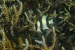 Black-Tailed Dascyllus(1).jpg