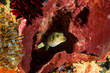 Blackspotted Puffer(2).jpg