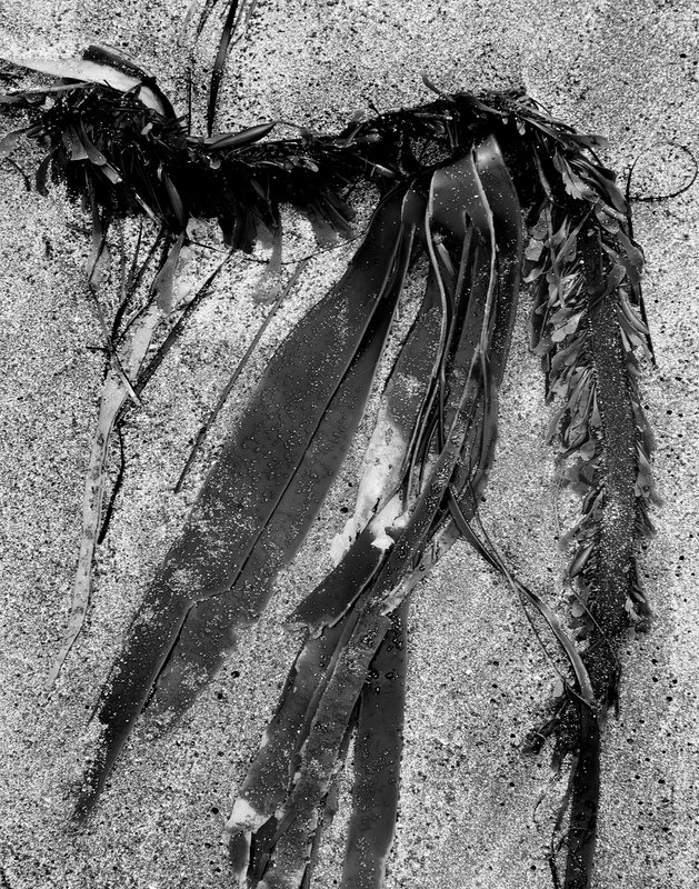 Beach Elementals 2.jpg