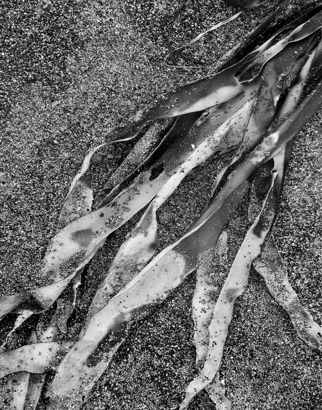 Beach Elementals 5.jpg