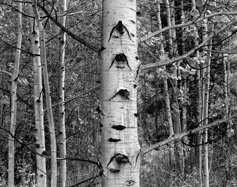 Clear Creek Aspens.jpg ::                                