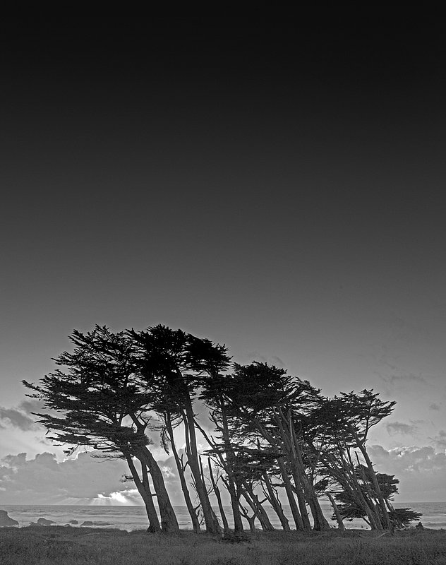 Cypress Trees Fort Bragg.3.jpg