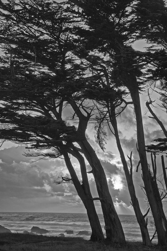 Cypress Trees Fort Bragg.4.jpg