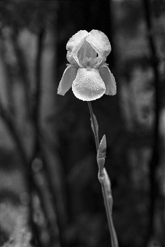 Flower in the Forest.jpg