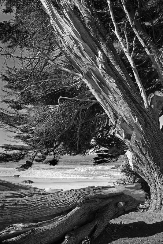 Fort Bragg Cypress 9.jpg