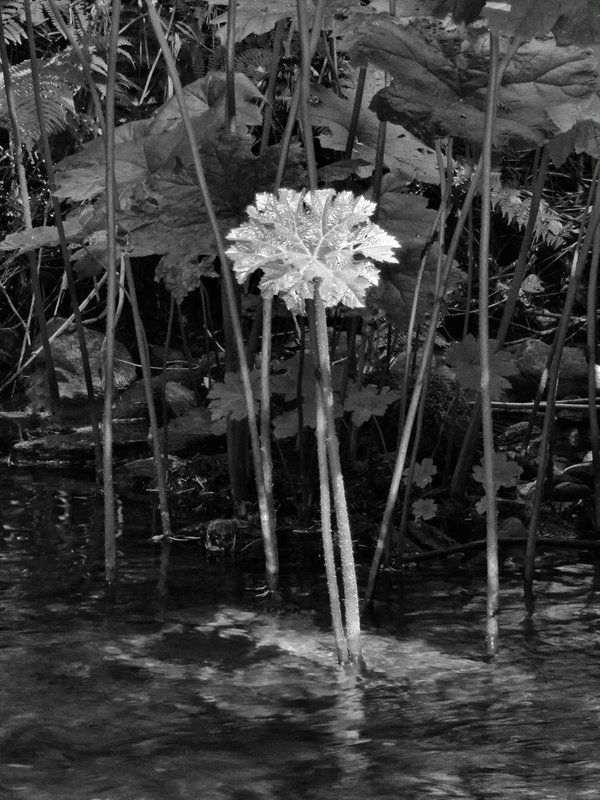 Leaf Bear Creek 1.jpg ::                                