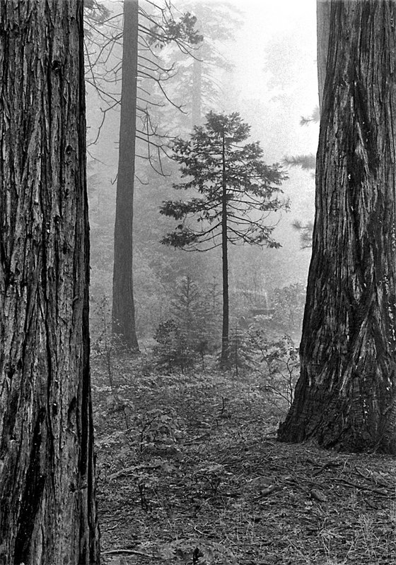 Tree In The Forest.jpg