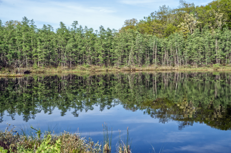 Bog Walk_0947_edit 01.jpg :: Bog Walk_0947