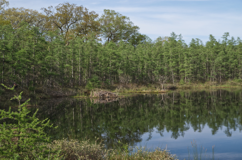 Bog Walk_0948_edit 01.jpg