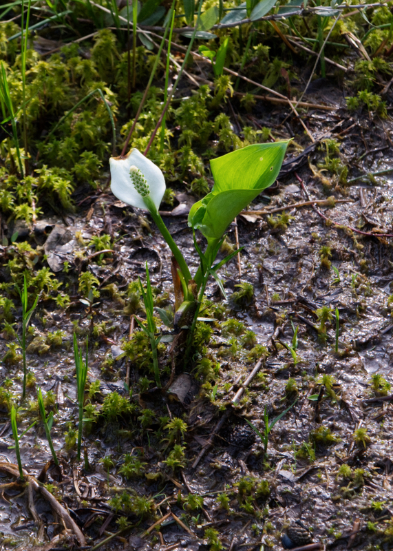 Bog Walk_0957_edit 01.jpg :: Bog Walk_0957