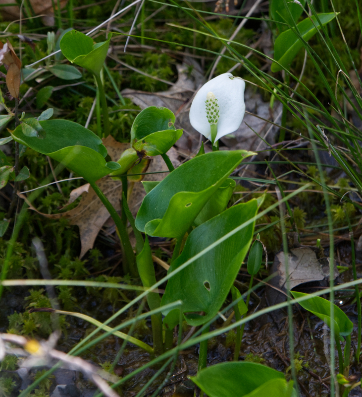 Bog Walk_0959_edit 01.jpg