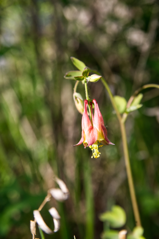 Bog Walk_0961_edit 01.jpg