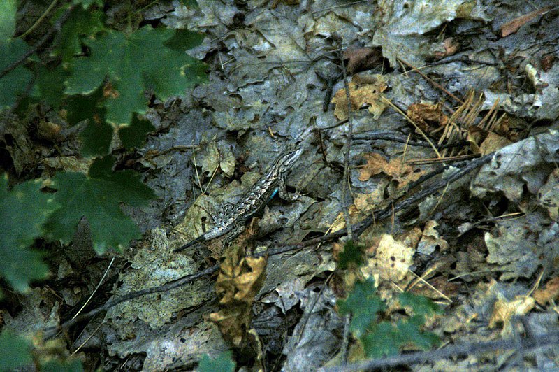DSC_6133.jpg