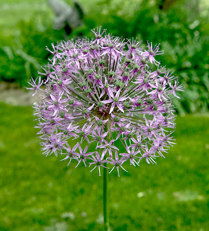 Flowers_0971_edit 01.jpg :: Flowers_0971