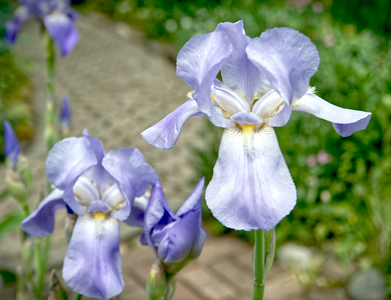 Flowers_0977_edit 01.jpg :: Flowers_0977