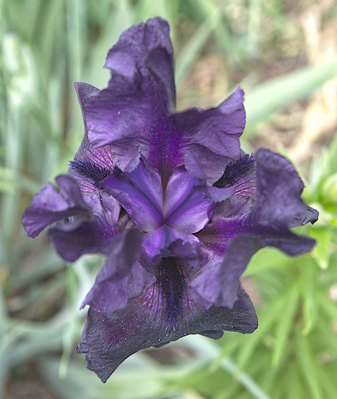 Flowers_0981_edit 01.jpg :: Flowers_0981