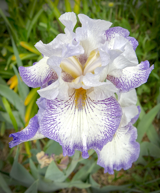 Flowers_0987_edit 01.jpg :: Flowers_0987