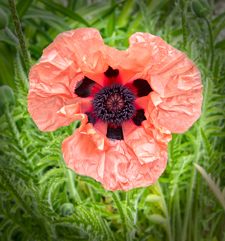 Flowers_0989_edit 01.jpg :: Flowers_0989